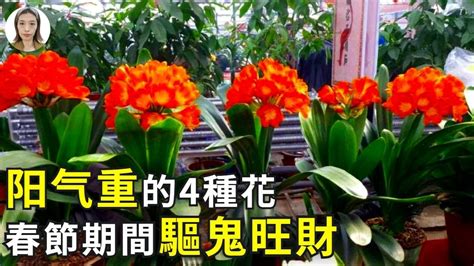 陽氣重的植物|【陽氣植物】10種陽氣超重的植物，讓你家「陽氣旺旺來」！ –